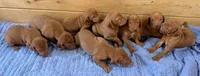 Blue Boy, a male Vizsla for sale in Roundup, MT – 3 of 10