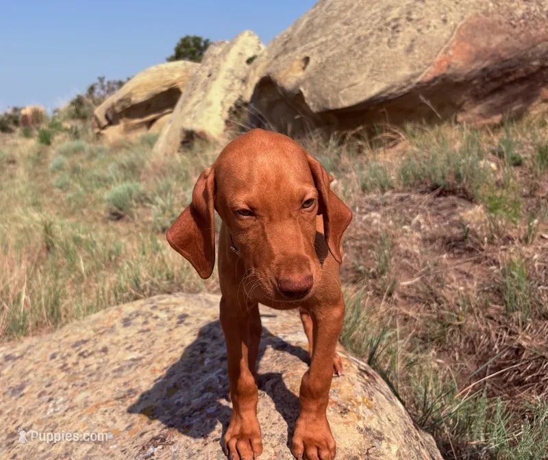 Frank – Vizsla puppy for sale in Roundup, MT