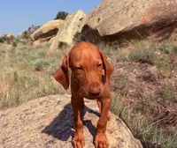 Frank, a male Vizsla for sale in Roundup, MT – 1 of 4