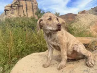 Henry, a male Chesapeake Bay Retriever for sale in Roundup, MT – 8 of 10