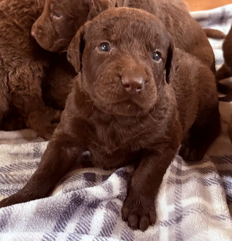 One Male Puppy – Chesapeake Bay Retriever puppy for sale in Roundup, MT