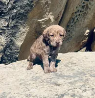 Hunter Green Boy, a male Chesapeake Bay Retriever for sale in Roundup, MT – 2 of 7
