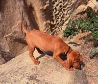 Hank, a male Vizsla for sale in Roundup, MT – 2 of 4