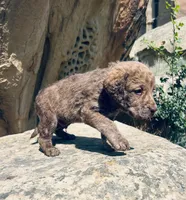 Hunter Green Boy, a male Chesapeake Bay Retriever for sale in Roundup, MT – 5 of 7