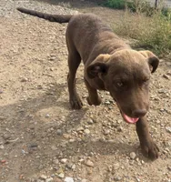 Jerry, a male Chesapeake Bay Retriever for sale in Roundup, MT – 4 of 10