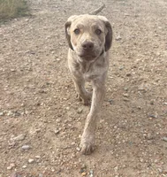 Henry, a male Chesapeake Bay Retriever for sale in Roundup, MT – 2 of 10