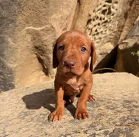 Black Boy, a male Vizsla for sale in Roundup, MT – 2 of 10