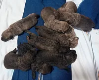 One Female Puppy, a female Chesapeake Bay Retriever for sale in Roundup, MT – 10 of 10