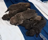 One Male Puppy, a male Chesapeake Bay Retriever for sale in Roundup, MT – 7 of 10