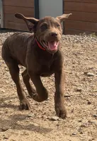 Tom, a male Chesapeake Bay Retriever for sale in Roundup, MT – 2 of 10