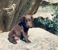 Blue Boy, a male Chesapeake Bay Retriever for sale in Roundup, MT – 5 of 7