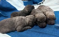 One Female Puppy, a female Chesapeake Bay Retriever for sale in Roundup, MT – 6 of 10
