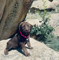Pink Girl, a female Chesapeake Bay Retriever for sale in Roundup, MT – 6 of 7