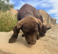 Jerry, a male Chesapeake Bay Retriever for sale in Roundup, MT – 3 of 10