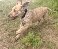 Henry, a male Chesapeake Bay Retriever for sale in Roundup, MT – 5 of 10