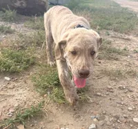 Henry, a male Chesapeake Bay Retriever for sale in Roundup, MT – 3 of 10