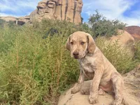Henry, a male Chesapeake Bay Retriever for sale in Roundup, MT – 4 of 10