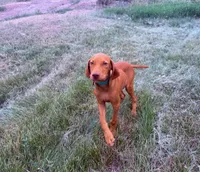 Carlos, a male Vizsla for sale in Roundup, MT – 5 of 10