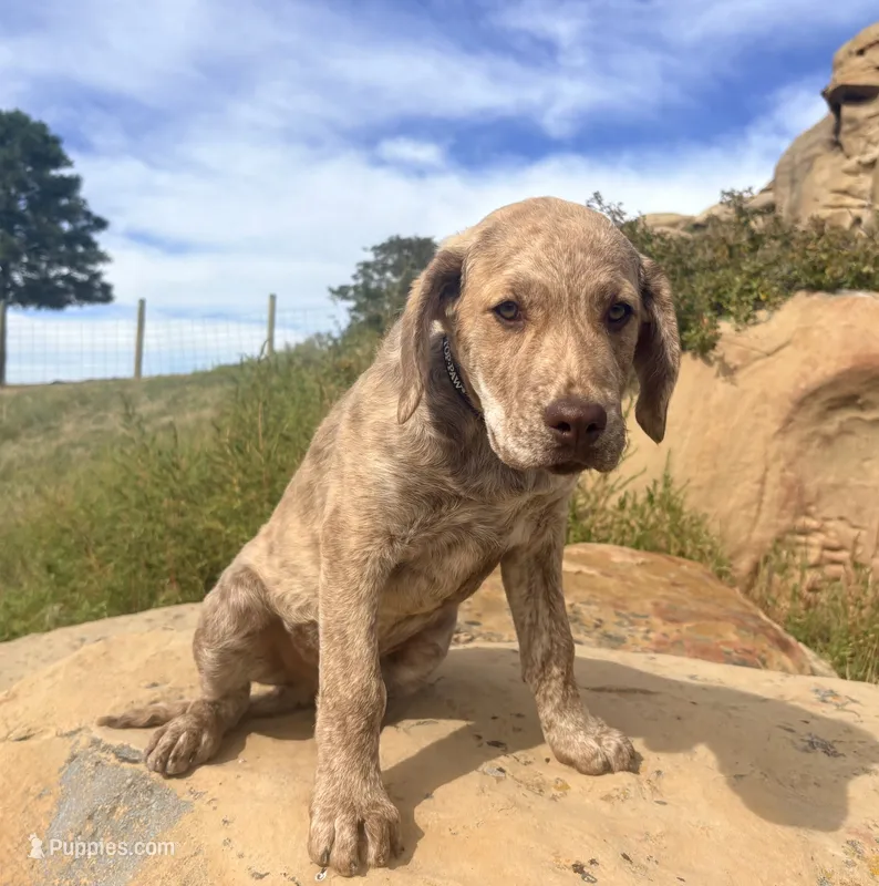 Henry – Chesapeake Bay Retriever puppy for sale in Roundup, MT
