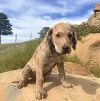 Henry, a male Chesapeake Bay Retriever for sale in Roundup, MT – 1 of 10