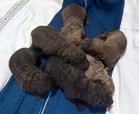 One Male Puppy, a male Chesapeake Bay Retriever for sale in Roundup, MT – 3 of 10