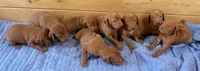 Blue Boy, a male Vizsla for sale in Roundup, MT – 4 of 10