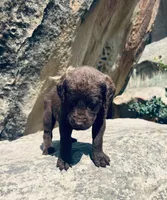 Lime Green Boy, a male Chesapeake Bay Retriever for sale in Roundup, MT – 7 of 7