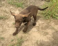 Jerry, a male Chesapeake Bay Retriever for sale in Roundup, MT – 6 of 10