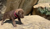 Pink Girl, a female Chesapeake Bay Retriever for sale in Roundup, MT – 3 of 7