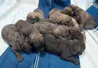One Male Puppy, a male Chesapeake Bay Retriever for sale in Roundup, MT – 10 of 10