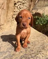 Hunter Green Boy, a male Vizsla for sale in Roundup, MT – 8 of 9