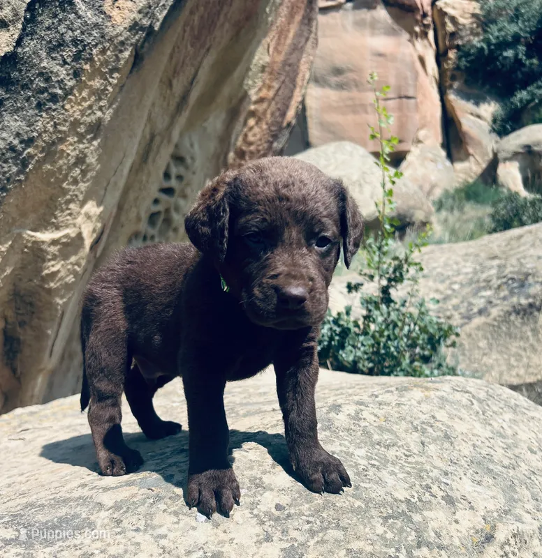 Lime Green Boy – Chesapeake Bay Retriever puppy for sale in Roundup, MT