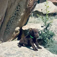 Lime Green Boy, a male Chesapeake Bay Retriever for sale in Roundup, MT – 2 of 7