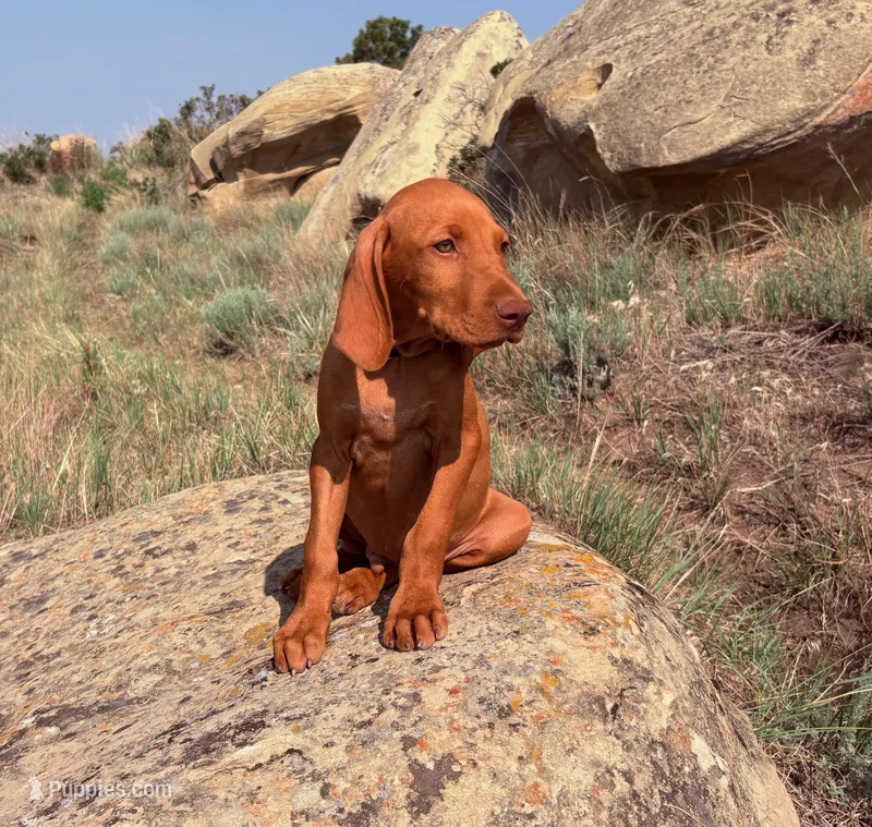Hank – Vizsla puppy for sale in Roundup, MT