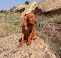 Hank, a male Vizsla for sale in Roundup, MT – 1 of 4