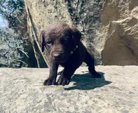 Lime Green Boy, a male Chesapeake Bay Retriever for sale in Roundup, MT – 4 of 7