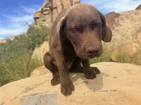 Jerry, a male Chesapeake Bay Retriever for sale in Roundup, MT – 7 of 10