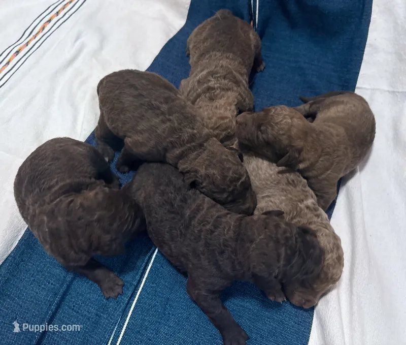 One Male Puppy – Chesapeake Bay Retriever puppy for sale in Roundup, MT
