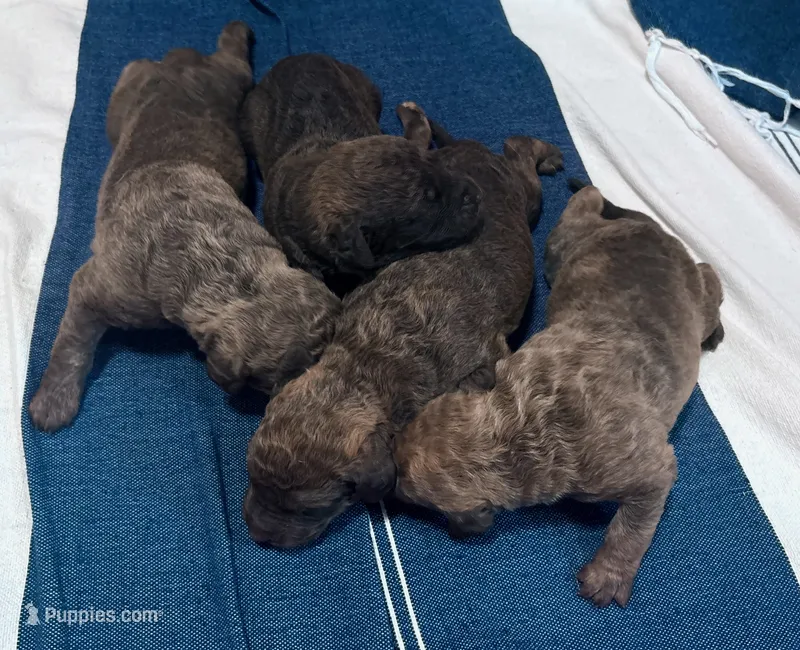 One Female Puppy – Chesapeake Bay Retriever puppy for sale in Roundup, MT