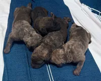 One Female Puppy, a female Chesapeake Bay Retriever for sale in Roundup, MT – 1 of 10