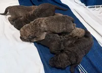 One Male Puppy, a male Chesapeake Bay Retriever for sale in Roundup, MT – 6 of 10