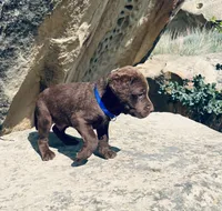 Blue Boy, a male Chesapeake Bay Retriever for sale in Roundup, MT – 4 of 7