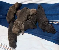 One Male Puppy, a male Chesapeake Bay Retriever for sale in Roundup, MT – 2 of 10