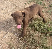 Jerry, a male Chesapeake Bay Retriever for sale in Roundup, MT – 10 of 10