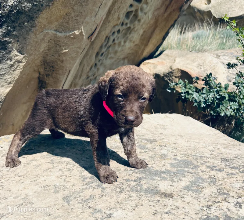 Pink Girl – Chesapeake Bay Retriever puppy for sale in Roundup, MT