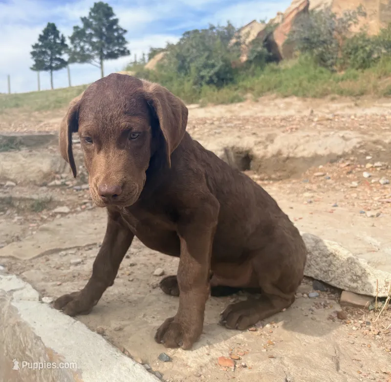Tom – Chesapeake Bay Retriever puppy for sale in Roundup, MT