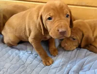 Blue Boy, a male Vizsla for sale in Roundup, MT – 1 of 10