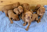 Blue Boy, a male Vizsla for sale in Roundup, MT – 5 of 10