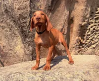 Hank, a male Vizsla for sale in Roundup, MT – 3 of 4