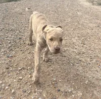 Henry, a male Chesapeake Bay Retriever for sale in Roundup, MT – 7 of 10